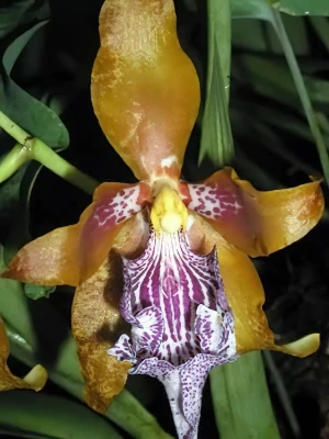 Bild von Odontoglossum wyathianum 2